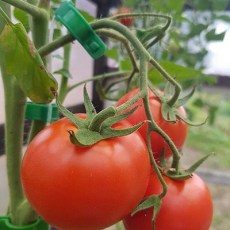 Подвязки для растений