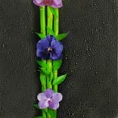 Черная орхидея