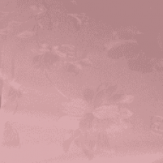 Цвет Керия розовая