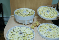 Сушилка для фруктов БелОМО