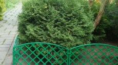 Заборчик Романика зеленый